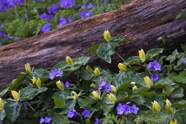 NC, Great Smoky Mts Spring flowers by a log
